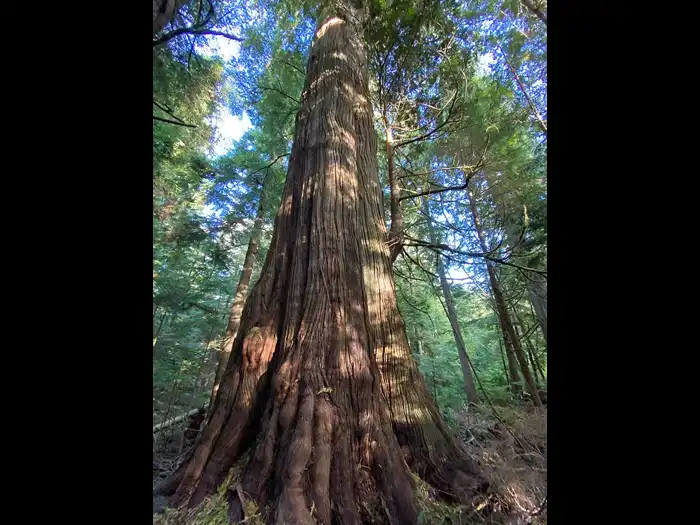 Image of Ponderosa pine, southern yellow pine, and white pine are commonly used for making furniture. Ponderosa pine and white pine are often used for indoor projects and southern yellow pine is recommended for outdoor projects because of its durability. from Amazon.com