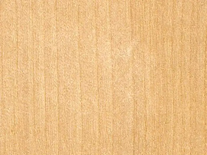 Image of Birch, Silver (Betula pubescens) wood