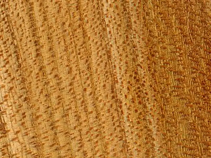 Image of Elm, Wych (Ulmus glabra) wood